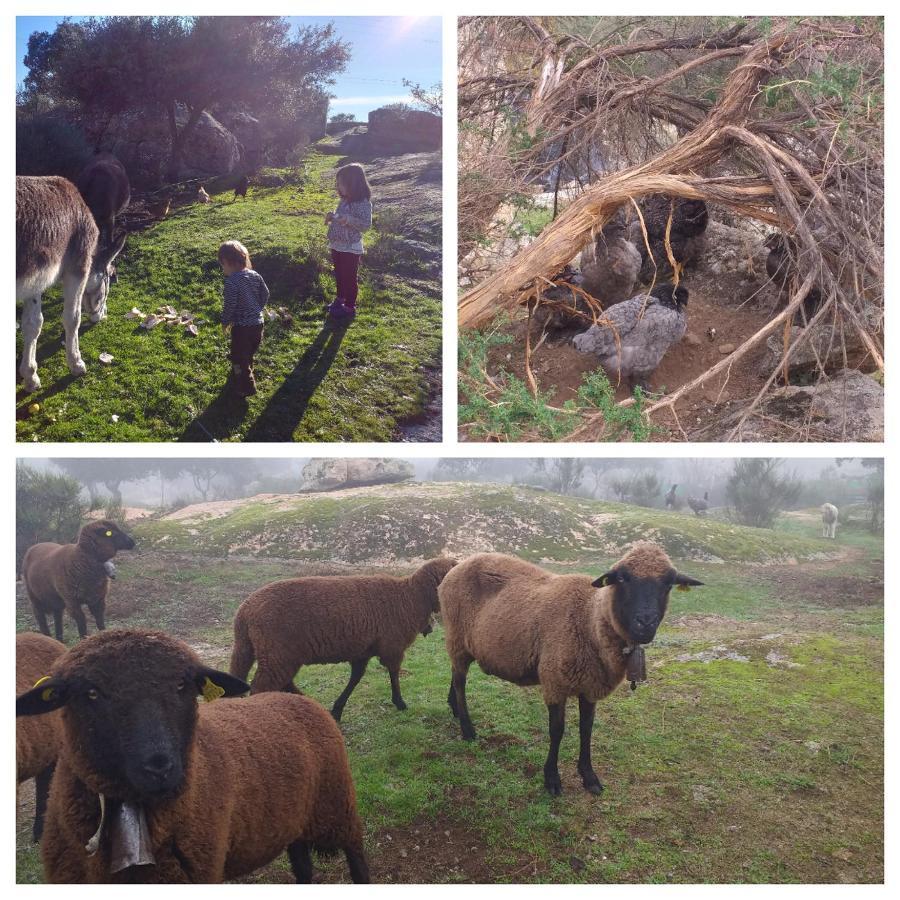 Albergue La Jarilla Plasenzuela المظهر الخارجي الصورة